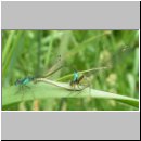 Ischnura elegans - Grosse Pechlibelle 02.jpg